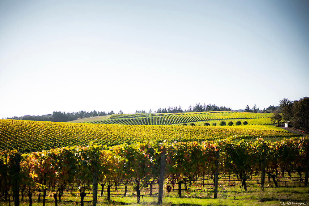 Photos with Communique Wines in McMinville, Oregon, in the Fall of 2020.